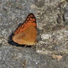 Phalanta madagascariensis