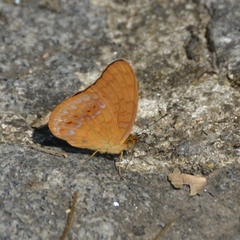 Phalanta madagascariensis