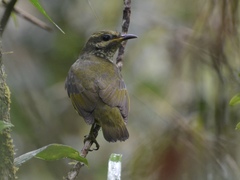Philepitta castanea
