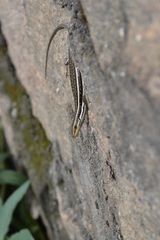 Trachylepis gravenhorstii
