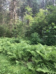 Hymenoscyphus albidus