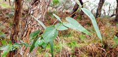 Eucalyptus viminalis cygnetensis