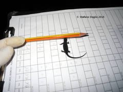 Salamandrina perspicillata