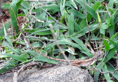 Sitana ponticeriana