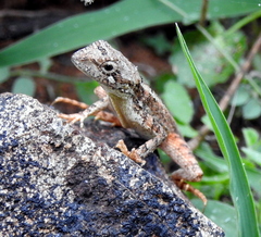 Sitana ponticeriana