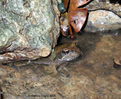 Rana italica