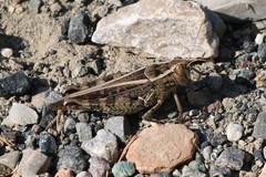 Calliptamus italicus