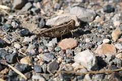 Calliptamus italicus