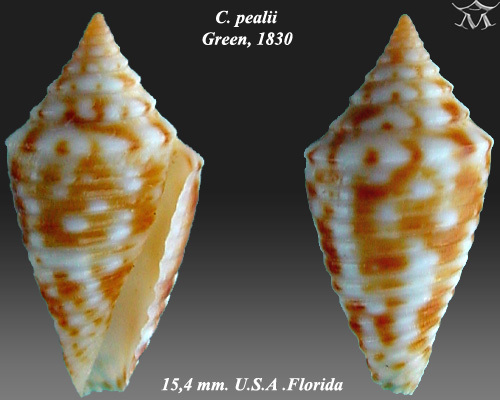 Jasper Cone