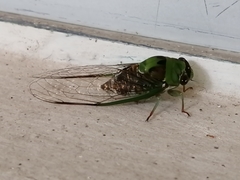 Diceroprocta oleacea