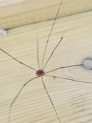 Leiobunum aldrichi