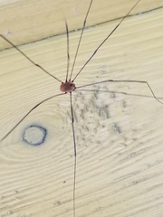 Leiobunum aldrichi