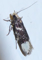 Chionodes abella