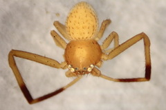 Ebrechtella pseudovatia