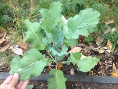 Brassica oleracea italica