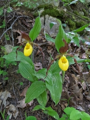 Cypripedium parviflorum pubescens