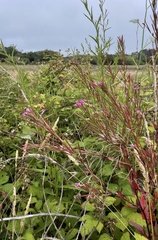 Epilobium ciliatum watsonii