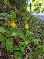 Cypripedium parviflorum pubescens