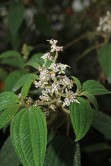 Miconia subseriata