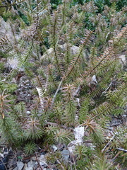 Podocarpus acutifolius