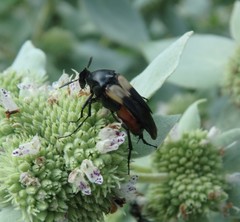 Macrosiagon flavipennis