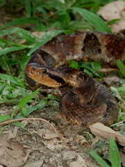 Bothrops venezuelensis