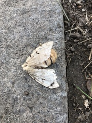 Lymantria dispar dispar