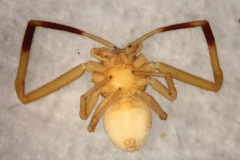 Ebrechtella pseudovatia