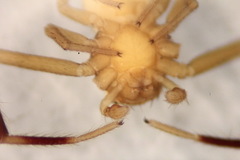 Ebrechtella pseudovatia