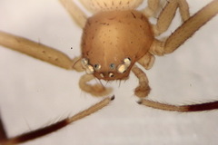 Ebrechtella pseudovatia