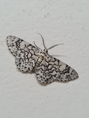 Lepidoptera