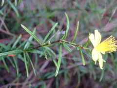 Hypericum lloydii