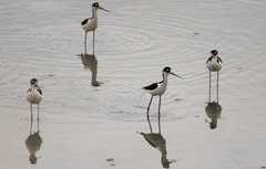 Himantopus mexicanus