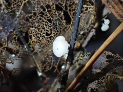 Hymenoscyphus albidus