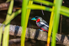 Cymbirhynchus macrorhynchos