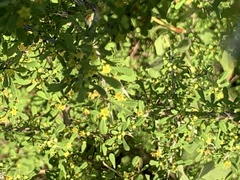 Condalia spathulata