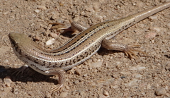 Trachylepis occidentalis