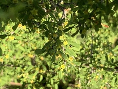 Condalia spathulata