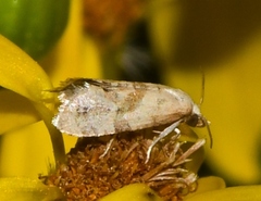 Platphalonidia magdalenae