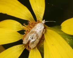 Platphalonidia magdalenae