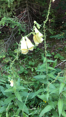 Digitalis grandiflora