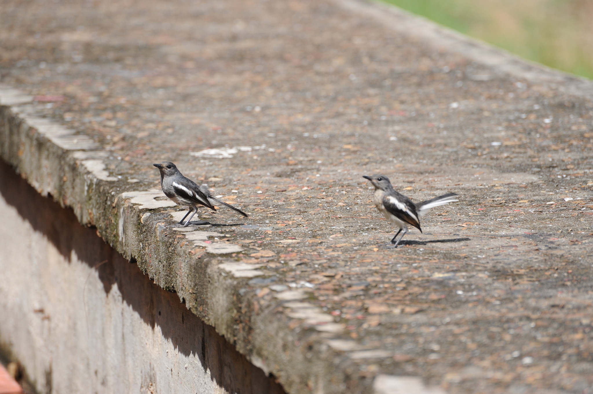 Oriental Magpie-Robin