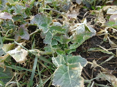 Brassica napus napus