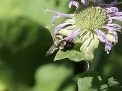 Bombus impatiens