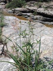 Gomphrena sonorae