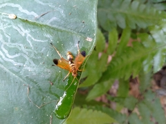 Macromerella honesta