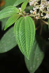 Miconia subseriata