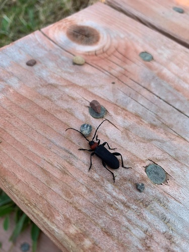 Ropalopus sanguinicollis