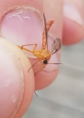 Leptomorphus magnificus