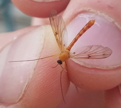 Leptomorphus magnificus